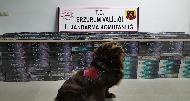 Erzurum'da 5 bin 200 paket kaçak sigara ele geçirildi